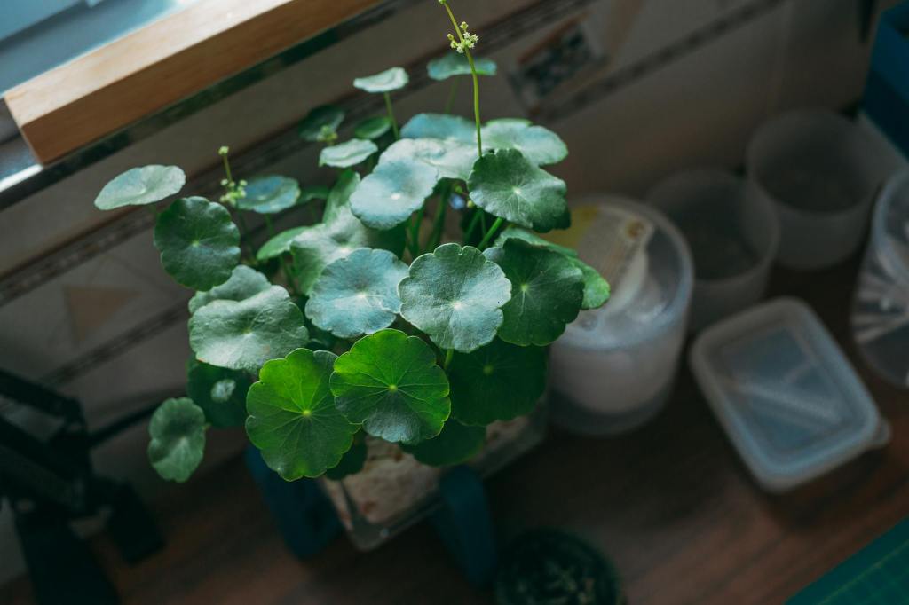 Centella Asiatica – The Asian Botanical That Rebuilds Skin from the Inside&nbsp;Out